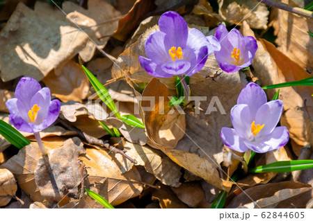 wild saffron flowers in the forest wild saffron flowers in the forest 62844605