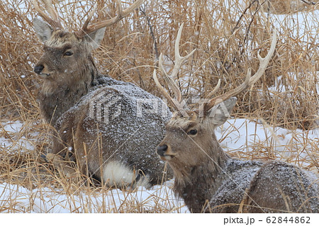 エゾシカ 62844862