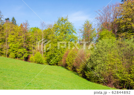forest on the hill in spring forest on the hill in spring 62844892