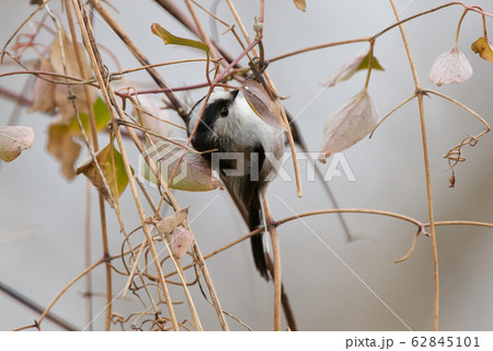 エナガ、柄長、Long-tailed tit 62845101