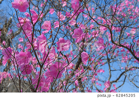 アカヤシオ 62845205