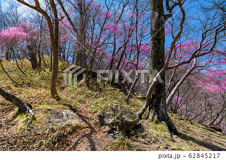 アカヤシオの咲く春の登山道 62845217