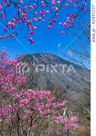 アカヤシオと男体山 62845237