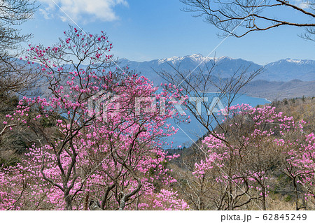 アカヤシオと日光白根山 62845249