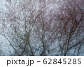 汚れたガラス越しから見る樹木 62845285