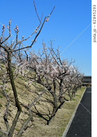 佐布里梅林 佐布里梅林 62845293