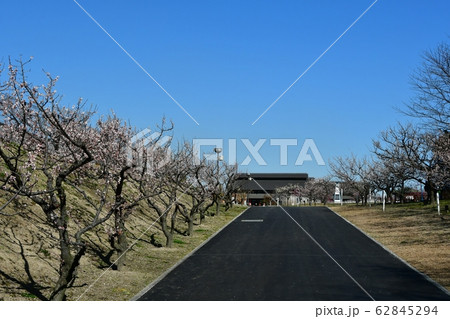 佐布里梅林 62845294