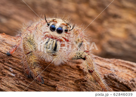 Jumping spider on timber in nature. Jumping spider on timber in nature. 62846039