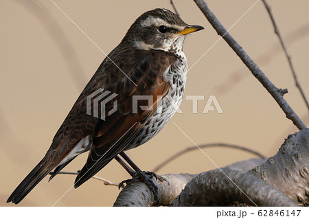 真冬の早朝公園でツグミを撮影しました 真冬の早朝公園でツグミを撮影しました 62846147