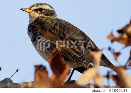 真冬の早朝公園でツグミを撮影しました 62846153