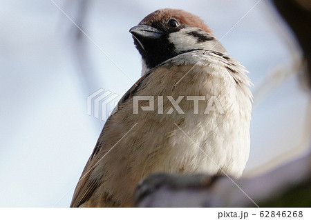 真冬の早朝公園でホオジロを撮影しました 62846268