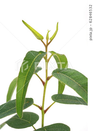 レモンユーカリ 62846532