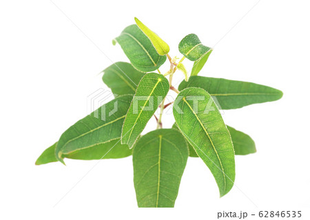 レモンユーカリ レモンユーカリ 62846535