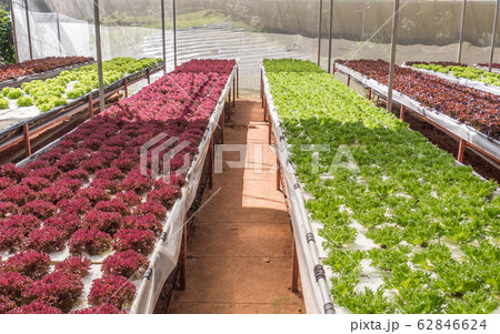 Salad vegetable farm 62846624