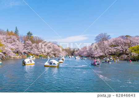 People ride duck boat at Chidorigafuchi park in spring and cherry blossom tree in full boom 62846643