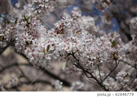 桜 桜 62846779
