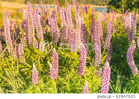 Purple full bloom lupine blossom 62847025