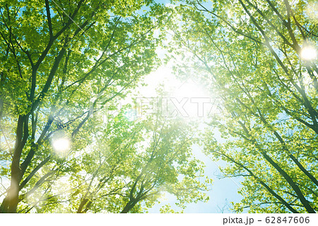 Image photo 62847606