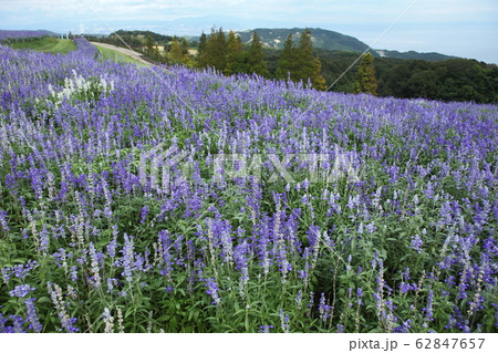 あわじ花さじきのブルーサルビア 62847657