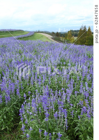 あわじ花さじきのブルーサルビア 62847658