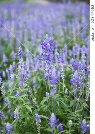 あわじ花さじきのブルーサルビア あわじ花さじきのブルーサルビア 62847662
