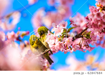 河津桜とメジロ　【動物鳥類】 62847684
