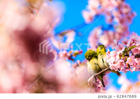 河津桜とメジロ 【動物鳥類】 河津桜とメジロ 【動物鳥類】 62847689