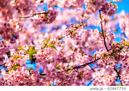 河津桜とメジロ 【動物鳥類】 河津桜とメジロ 【動物鳥類】 62847759