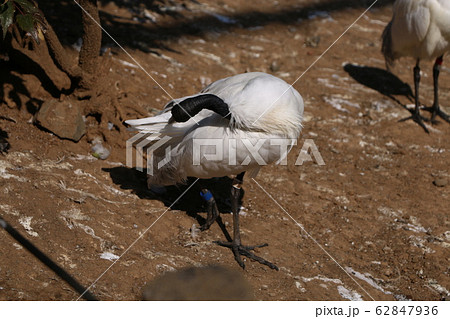 クロトキ 62847936