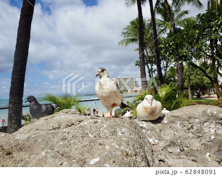 ワイキキのハト ワイキキのハト 62848091