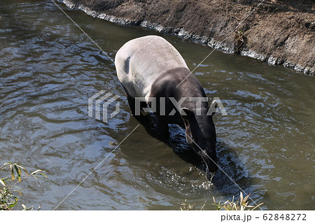 マレーバク マレーバク 62848272