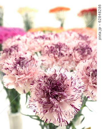 カーネーションの花 62848286