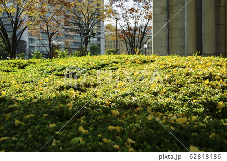 ツツジの植え込みに落ちるイチョウの葉 62848486