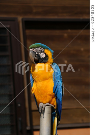 ルリコンゴウインコ 62848505