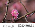 梅の花 62849081