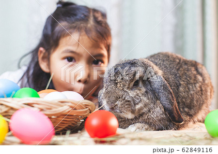 Cute asian child girl playing with cute Holland lop rabbit Cute asian child girl playing with cute Holland lop rabbit 62849116