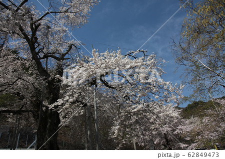 荘川桜 62849473