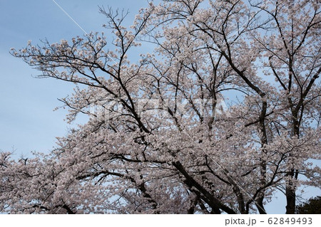 荘川桜 荘川桜 62849493