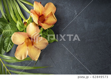Green tropical leafs and orange yellow Allamanda 62849573