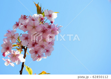 代々木公園の河津桜 62850112