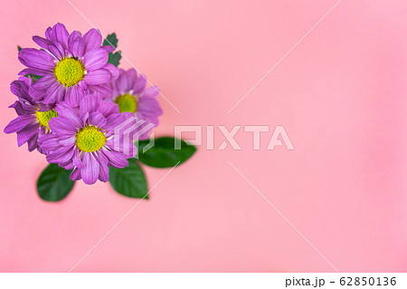 Violet flowers with copy space on pink background Violet flowers with copy space on pink background 62850136