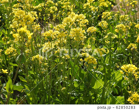 菜の花は アブラナ科アブラナ属の花の総称 春の使者として知られ 観賞用としても食用としてもなじみ深いの写真素材