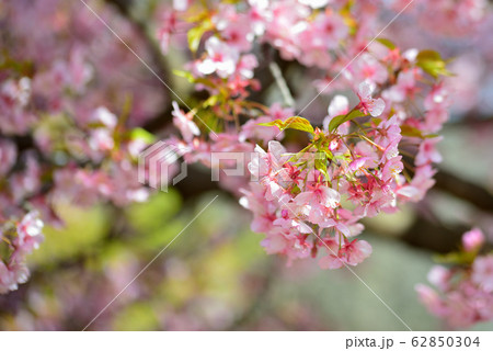 代々木公園の河津桜 62850304