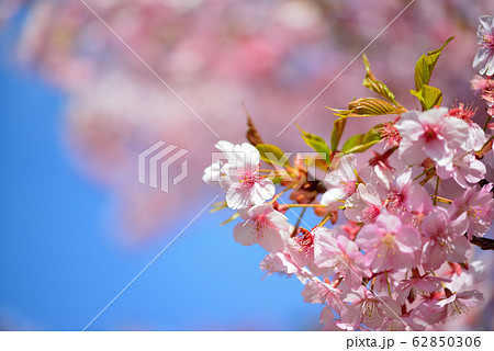 代々木公園の河津桜 62850306
