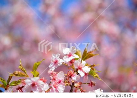 代々木公園の河津桜 62850307