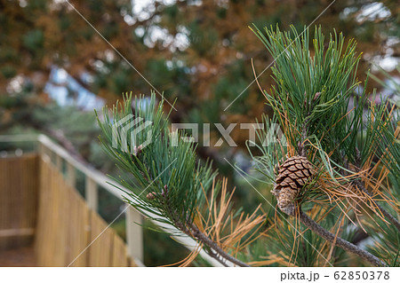 Pine tree branch with cones 62850378