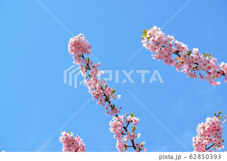 代々木公園の河津桜 代々木公園の河津桜 62850393