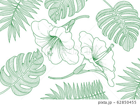 ハイビスカスと植物の線画イラストのイラスト素材
