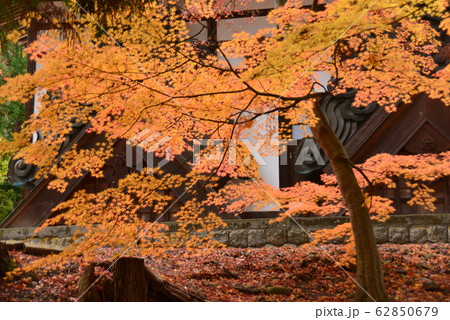 紅葉したもみじ 62850679