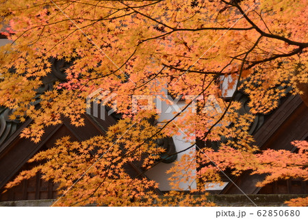 紅葉したもみじ 62850680